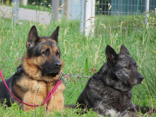 beautiful protective watchdogs defense security tranquility domestic animals