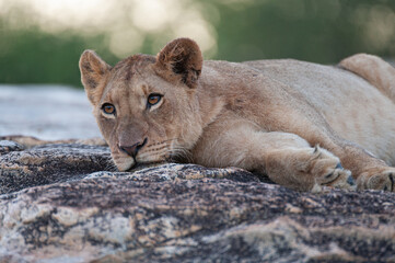 A young female Lion seen on a rock shelf on a safari in South Africa