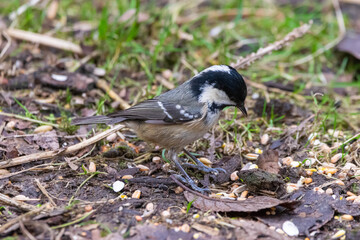 Long tail tit