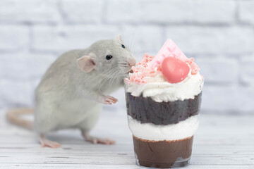Grey cute decorative rat sits next to sweet dessert. A piece of birthday chocolate cake decorated with a pink heart and chocolate bar. Hearts are scattered on the floor. White brick wall in the back
