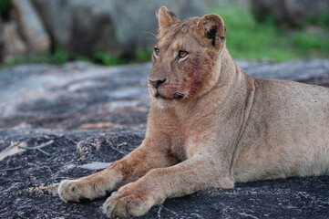 A young female Lion seen on a rock shelf on a safari in South Africa