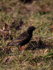 Starling foraging on grass