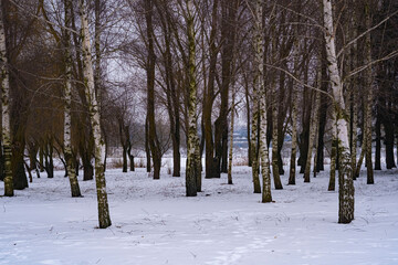 snow covered trees