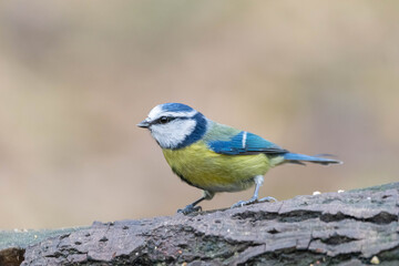Blue Tit