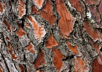 Background of tree bark, ancient pine, brown and gray color 