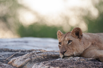 A young female Lion seen on a rock shelf on a safari in South Africa