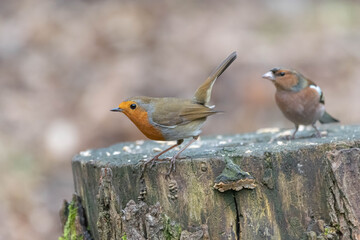 Robin and Finch