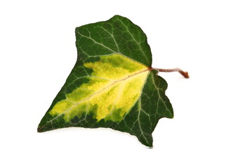 Ivy leaf, hedera helix isolated white background 