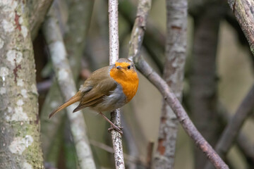 Fototapeta premium Robin