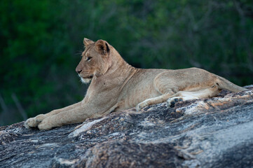 A young female Lion seen on a rock shelf on a safari in South Africa