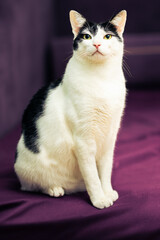 Fototapeta na wymiar Pink nose cat on purple bed