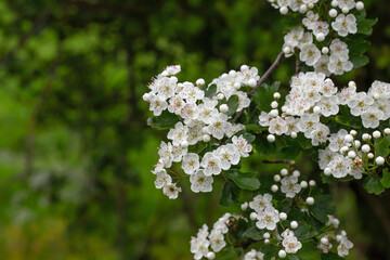 Hawthorn white flowers blooming in spring