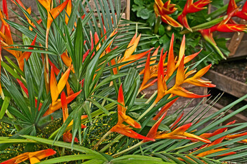 Obraz premium A display of colourful Heliconia Exotica