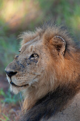 Portrait of a large male lion seen on safari in South Africa