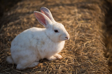 Rabbit on dry grass in farm. Easter holiday