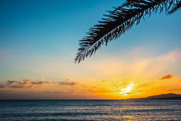 Palm silhoutte over the sea in Alghero shore at sunset
