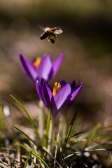 Bee flying away from purple crocus