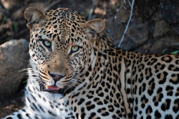 A young Leopard seen on a safari in South Africa