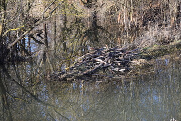 Reserve wood