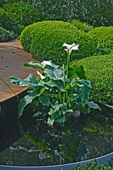 Zantedeschia in water surrounded by clipped Box hedges