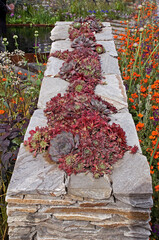 Sedum on a dry stone wall in a wild environmental garden