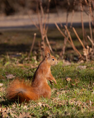 Red squirrel sitting in the sunshine