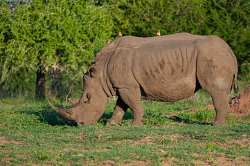 Obraz premium A White Rhino seen on a safari in South Africa