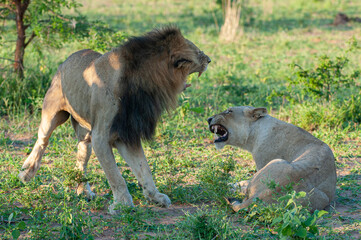 A mating pair of African Lions seen on a safari in South Africa
