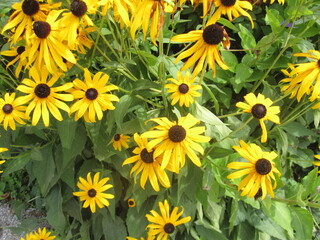 yellow flowers background