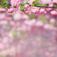 Flowering almond. Branch with pink flowers. Springtime