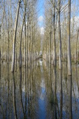 Peupleraie inondée-1