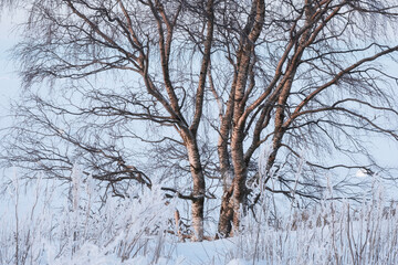 Fototapeta na wymiar The trunk of a red Karelian birch in winter in Karelia among the snow