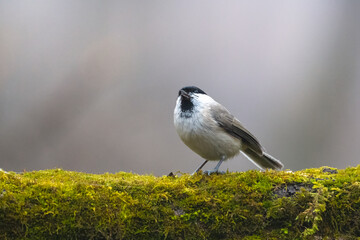 Marsh tit, Poecile palustris, Parus palustris  Sitting on a Branch
