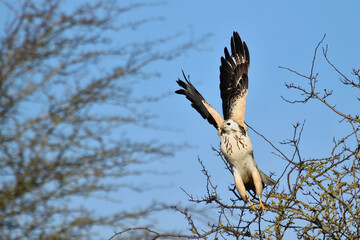Heller Mäusebussard Buteo buteo im Abflug von einem Baum