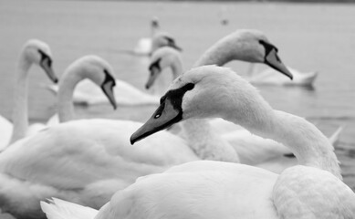 swans on the lake