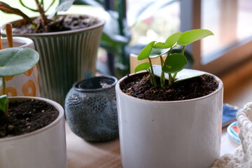 green plant in white pot on the table at living room next to macrame pot , selective focus, some areas blurred.