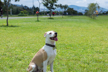 Lovely dog waiting  for her friends to play in the park