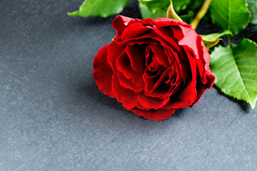 Beautiful red rose on a gray background with space for text 