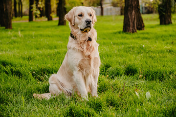 Golden retriever sits in the park on the grass in autumn.