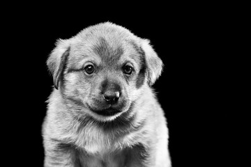 Portrait of a beautiful puppy on a black background.