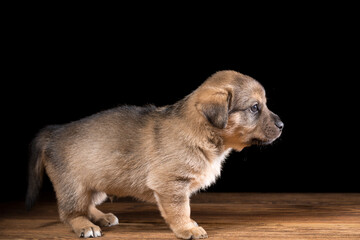 Cute puppy on a wooden table. Studio photo on a black background.