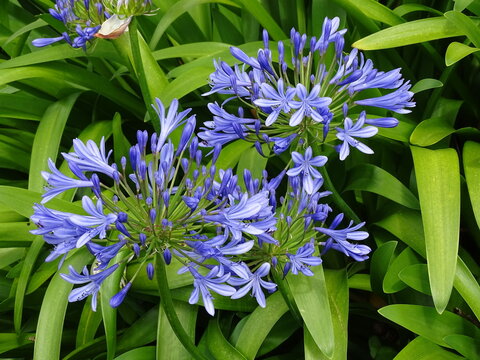 AGAPANTHUS AFRICANUS. AGAPANTO. BLUE AFRICAN LILY. FLOWERS AND LEAVES.