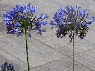 AGAPANTHUS AFRICANUS. AGAPANTO. BLUE AFRICAN LILY. TWO COMPOUND FLOWERS.