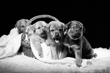 Group of puppies in a wicker basket on a white blanket. Studio photo on a black background.