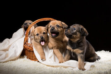 Obraz premium Group of puppies in a wicker basket on a white blanket. Studio photo on a black background.