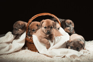 Group of puppies in a wicker basket on a white blanket. Studio photo on a black background.