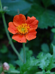GEUM COCCINEUM. FLOR DE COLOR ROJO. CINCO PÉTALOS. 