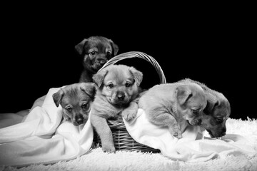 Group of puppies in a wicker basket on a white blanket. Studio photo on a black background.
