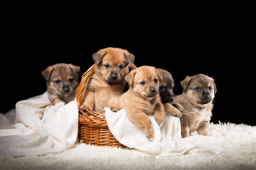 Group of puppies in a wicker basket on a white blanket. Studio photo on a black background.