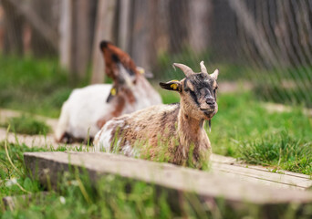 American Pygmy (Cameroon goat) resting on the ground, green grass near, another blurred animal background, closeup detail